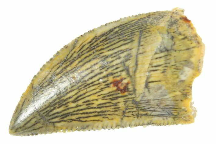 Serrated Raptor Tooth - Real Dinosaur Tooth #364701